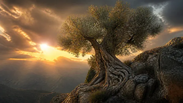 Resilient ancient olive tree with gnarled roots clinging to a rugged mountain cliff, its canopy bathed in triumphant golden sunlight