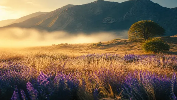 Secluded mountain meadow of wild lavender and golden wheat swaying gently in morning breeze under soft golden dawn light
